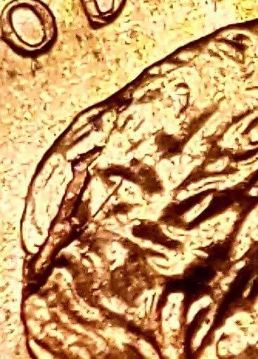 2007-P-Lincoln-Cent-Interior-Die-Break-On-Back-Of-Head?